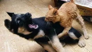 🐈 Kiss me or bite me! 🐕 Compilation of funny cats and dogs for a good mood