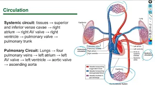 Histology Lecture Circulatory System