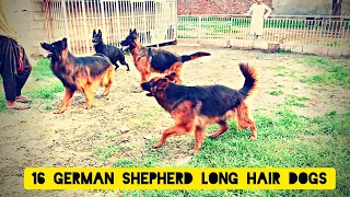 Black german shepherd puppies AND prices  details @Punjabpets