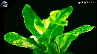 Scientists Created Glowing Plants | Could Light your Home in future?