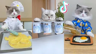 That Little Puff | Cats Make Food 😻 | Kitty God & Others | TikTok 2024 #19