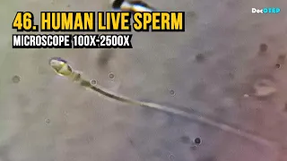 46. Human Live Sperm (Microscope 100x-2500x)