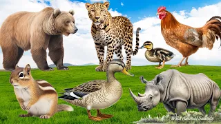 Amazing Familiar Animals Playing Sounds: Bear, Rhinoceros, Duck, Chipmunk, Hen - Cute Little Animals