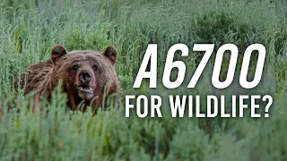 Best APS-C Camera for Wildlife? Sony a6700 with @Nateinthewild