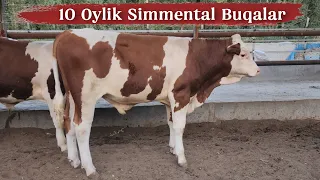 Simmental Angust Grenford Buqalarni Eng Zo'rlari Keldi