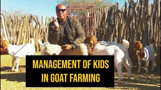 How to manage kids and avoid mortalities in goat farming.