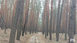 Лесная дорога под дождем: Звуки природы и сосны