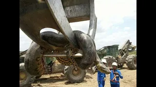 TRATOR DESENTERRA SUCURI GIGANTE / GIANT ANACONDA