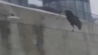 Top 5 Freakiest Suicidal Animals Caught On Camera