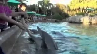 Dolphin bites girl at SeaWorld