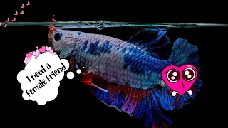 What Does It Mean If Your Betta Is Making Bubbles?