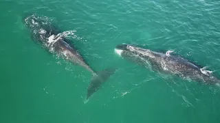 Шантарские острова: гренландские киты и косатки