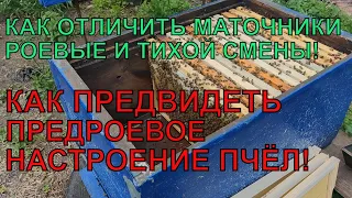 КАК ОТЛИЧИТЬ МАТОЧНИКИ РОЕВЫЕ ТИХОЙ СМЕНЫ И ПРЕДВИДЕТЬ РОЕНИЕ ✅☝️🐝