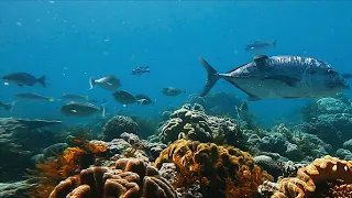 4k indonesia spearfishing travel - abandoned paradise