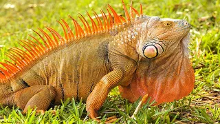 The Most Beautiful Iguanas in The World