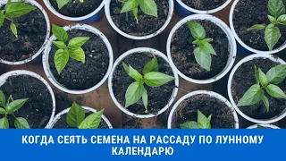 Когда сеять семена на рассаду в 2021 году по лунному календарю