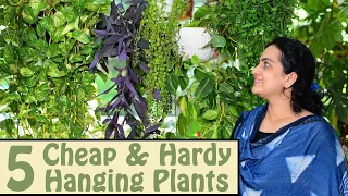 5 Cheap and Hardy Hanging Plants You should Own | My favourite hanging plants | My Recommendations