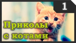 Funny Cats - Приколы с котами. Веселая подборка про котов и кошек. # 1