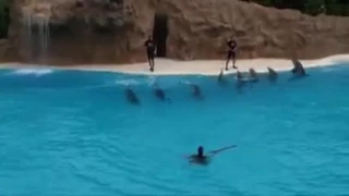 Великолепное шоу дельфинов