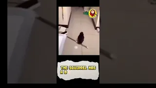 Squirrel Fake his Own Death