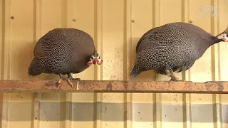 These guinea fowl will keep your farm tick free if you can put up with the noise