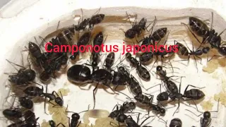 Рассказываю о Camponotus japonicus