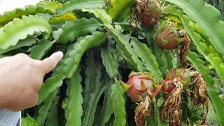 Top 5 Don'ts in growing dragon fruit.  (My own experience)