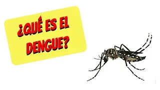 ¿Qué es el dengue?: síntomas, diagnóstico, tratamiento y prevención