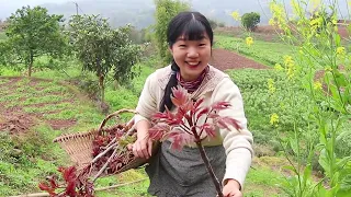 【春日回憶】春日大家都「咬春」野樹芽當野菜賣，聽說城裡能賣到100多元一斤，立刻賣進城【燕麥行遊】