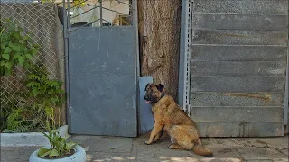 Poor Dog Stares Gate for Days after Being Kicked Out of the House