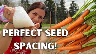Sowing Carrots in Cornstarch for great germination no thinning and prevent seed waste