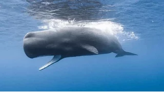 Sperm whales, the secrets of the great black | Wildlife documentary