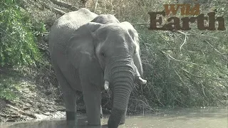 WildEarth - Sunset  - 18 August 2020