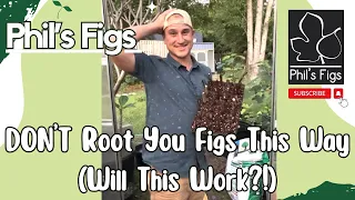 I Left Figs In My Garage for Months And Now I'm Trying To Root Them Into New Fig Trees!