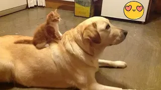 Try Not To Laugh Dogs And Cats 😁 - Best Funniest Animals Video 2024 - Part 40