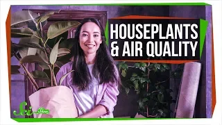 Can Houseplants Improve Air Quality?