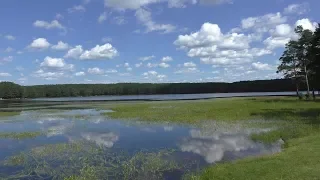 Сибирские просторы. Черника поспела. Летние прогулочки на озере Круглом..