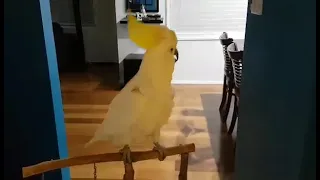 Cockatoo dancing to: Can't stop the feeling by Justin Timberlake.  I miss you "Kiku the Cockatoo"😢