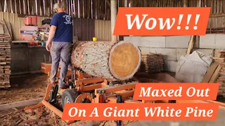 Milling up a Massive White Pine. MAXED OUT