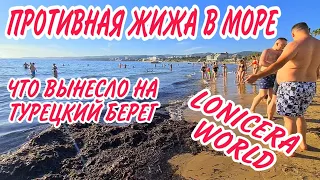 ПРОТИВНАЯ ЖИЖА НА МОРЕ.ЧТО ВЫНЕСЛО НА БЕРЕГ ОТЕЛЯ.ОБЗОР LONICERA WORLD.КАК СЕГОДНЯ ОТДЫХАЮТ В ТУРЦИИ