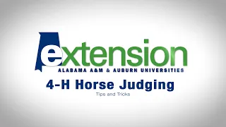 4-H Horse Judging:  Tips and Tricks