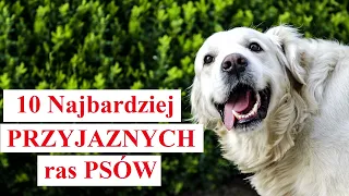 10 Najbardziej PRZYJAZNYCH ras PSÓW