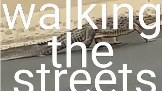 CROCODILE WALKING The STREETS 🐊🐊🐊🐊🐊🐊😁😂