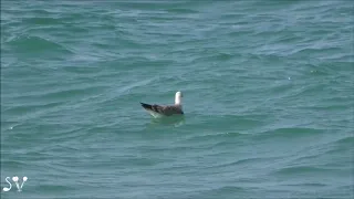 Seagull on a wave / Чайка на волне