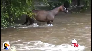 Incredible Hurricane Harvey Horse Rescue | The Dodo
