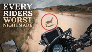 This Sheep Almost Ended my Motorcycle Adventure | Part 7