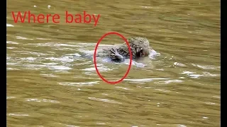 OMG! Baby monkey Near drowning by mom take baby Cross water, So pity little baby.