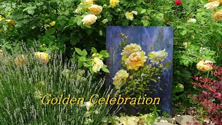 Golden Celebration  12 ЛЕТ В МОЕМ САДУ одна из лучших сортов английских роз Девида Остина