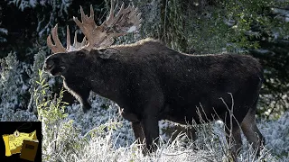 BIG MOOSE in Jackson Hole | Grand Teton National Park