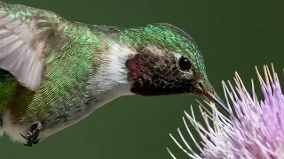 Nikon D850 & D500 Capture Incredible Detail &  High Speed Action Hummingbird In Flight Photography